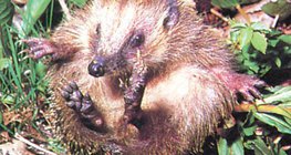 Sich einrollender Igel - 1