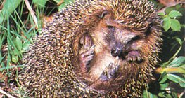 Sich einrollender Igel - 2