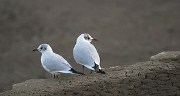 Mouettes rieuses