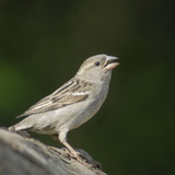 Moineau domestique