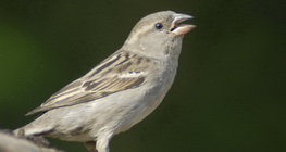 Moineau domestique