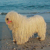 Chien (Puli Hongrois)