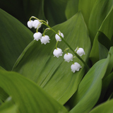 Muguet