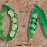 Hüvelytermés