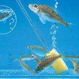 Vissen in het aquarium