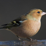 Vink
