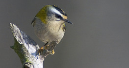 Firecrest commune