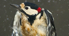 Vom Wasser auffliegender Buntspecht