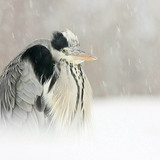 Blauwe reiger in de sneeuw