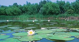lac