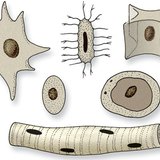 Celkernen van verschillende vormen