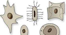 Verschiedenförmige Zellkerne