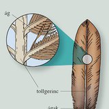 A toll felépítése