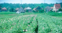 Blühende Kartoffelpflanze