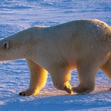 Ours polaire