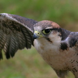 Peregrine falcon