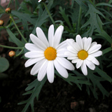 Marguerite commune