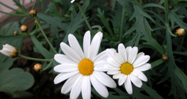 Magerwiesen-Margerite