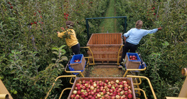 Récolte des pommes