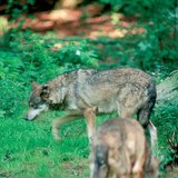 De voorouder van honden: de wolf