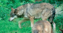 Urvater des Hundes: der Wolf