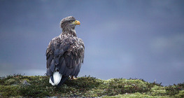 Seeadler