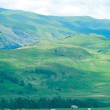 Moutons en Angleterre