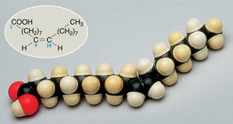 Modèle compact d'une molécule d'acide oléique