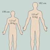 Het gewicht en de oppervlakte van de menselijke huid