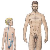 Hormonelle Regulation der Hodenfunktion