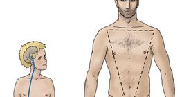 Hormonelle Regulation der Hodenfunktion