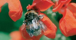 Biene auf der Suche nach Nahrung