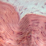 Smooth muscle tissue&nbsp;(in the stomach wall)