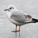 Mouette rieuse