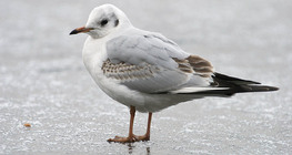 Mouette rieuse