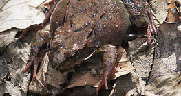 Grenouille rousse