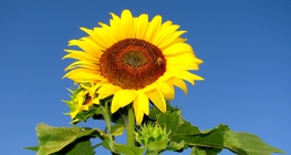Sonnenblume