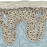 Opperhuid en lederhuid