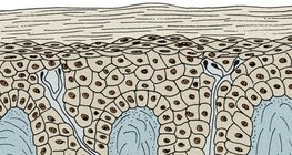 Oberhaut und Lederhaut