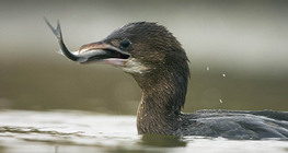 Cormoran pygmée qui pêche