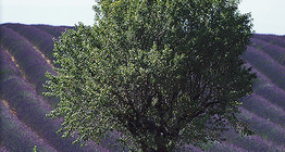 Champ de lavande quelque part en Europe