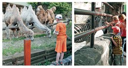 Promenade au zoo