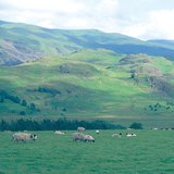 Kudde schapen in de Britse Eilanden