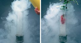 An flüssiger Luft gefriert die Blume und wird dadurch so zerbrechlich, als wäre sie aus Glas