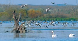 Oiseaux aquatiques au Kis-Balaton, Hongrie