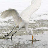 Great egret fishing