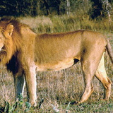 Lionne