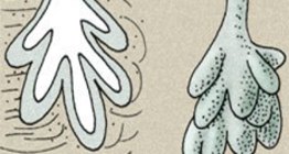 Hautdrüsen: Talgdrüse