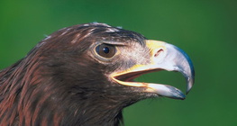 Pygargue à queue blanche