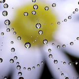 Spinnennetz mit Wassertropfen